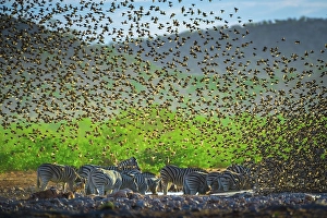 A mega flock of red-billed quelea (Quelea quelea) flies up at a waterhole with burchell's zebra (Equus burchelli)