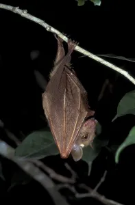 Megabat (Chiroptera)