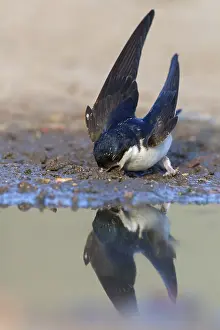 Mehlschwalbe, House Martin, Common House-Martin