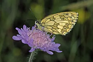 Melanargia galathea, checkerboard