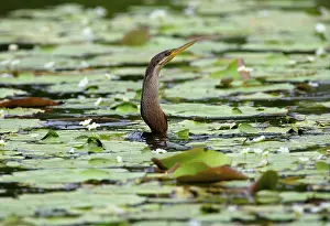 Melanogaster, India Darter, african darter (Anhinga rufa)