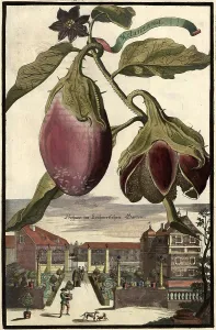 Melanzana Aubergine and the Lochnerian Garden