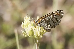 Melitaea didyma, Roter Scheckenfalter