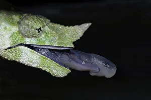 Meller's Chameleon or Giant One-horned Chameleon (Chamaeleo melleri)