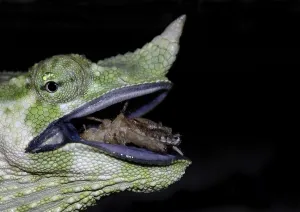 Meller's Chameleon or Giant One-horned Chameleon (Chamaeleo melleri)