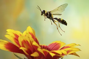 (Mellinus arvensis), wasp, Saxony-Anhalt