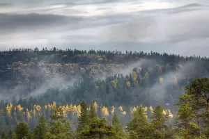 Mellow autumn. Midst of autumn in Boreal coniferous forests (taiga) with admixture of birch and aspen