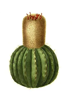 Melocactus communis, Melocactus intortus is a species of plant in the genus Melocactus in the cactus family