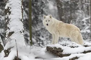 Melville Island wolf (Arctic wolf) standing in snow covered forest