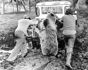 Men and Bear push car, England, Great Britain