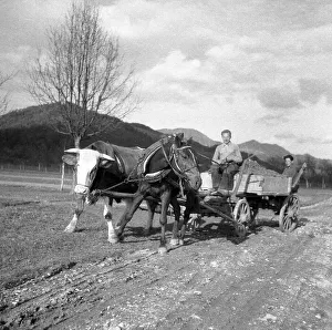 Men driving a carriage with strained horse and cow