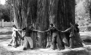 Men hug the thick tree trunk, giant Sequoia (Sequoioideae)