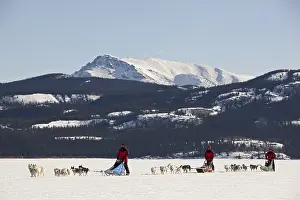Three men, mushers running, driving a dog sled