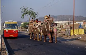 Men riding Asian Elephants on street