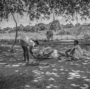 Two men shoeing a bullock, Tamil Nadu, India, Asia