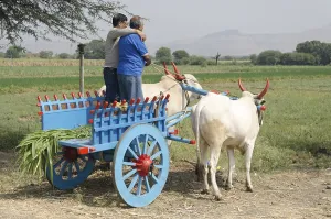 Men standing on Bullock cart, Pune