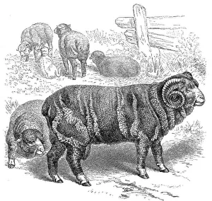 Merino domestic sheep (Ovis aries) hispanica