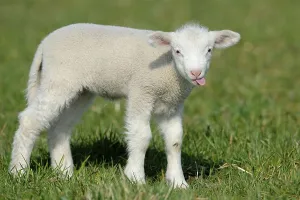 Merino sheep, lamb, sheep, sideways
