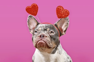 Merle French Bulldog dog wearing Valentine's Day headband with hearts on pink background Merle French Bulldog dog