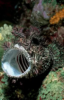 Merlet's Scorpionfish (Pisces) (Rhinopias aphanes)