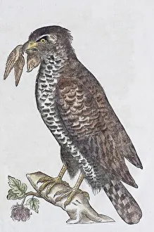 Merlin (Falco columbarius)