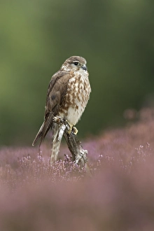 Merlin (Falco columbarius), adult female