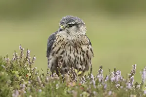 Merlin (Falco columbarius), adult male