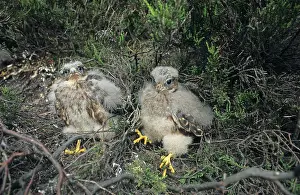 Merlin (Falco columbarius) two chicks