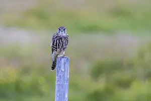 Merlin, Falco columbarius, female