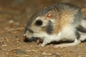 Merriam's kangaroo rat (Dipodomys merriami)