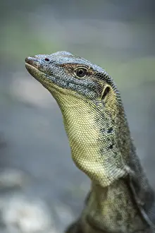 Mertens monitor lizard (Varanus mertensi)