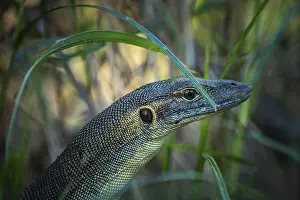 Mertens monitor lizard (Varanus mertensi)
