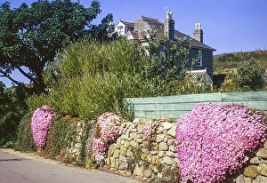 Mesembryanthemum flower plant growing on the wall, Isles of Scilly, Isles of Scilly, Corwnall England, Uk 1975