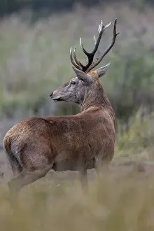 A few metres away from me, the red deer (Cervus elaphus) steps out of its daytime hiding place onto a marshy meadow