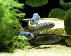 (Metriaclima zebra), Blue Malawi Cichlid Blue Malawi Cichlids
