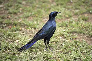 Meve's Long-tailed Starling (Lamprotornis mevesii)