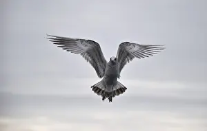 Mew Gull, (Larus canus) in flight in Norway