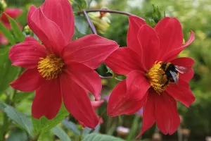 Mexican aster (Cosmos bipinnatus) close-up