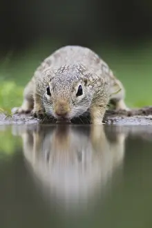 Mexican Ground Squirrel (Spermophilus mexicanus)