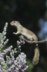 Mexican Ground Squirrel (Spermophilus mexicanus)