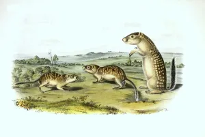 Mexican ground squirrels (Spermophilus mexicanus)