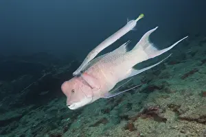 Mexican hogfish, Bodianus diplotaenia