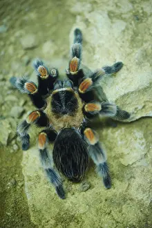 Mexican redknee tarantula (Brachypelma smithi)