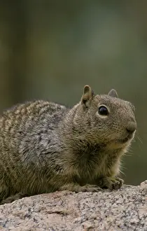 Mexican Spotted Squirrel, Mexican Spotted Squirrel