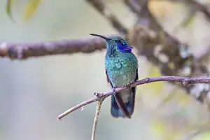 Mexican violetear (Colibri thalassinus)