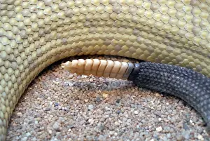 Mexican West Coast Rattlesnake or Mexican Green Rattler (Crotalus basiliscus) at a zoo in Germany