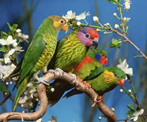 Meyer's lorikeet, Goldie's lorikeet