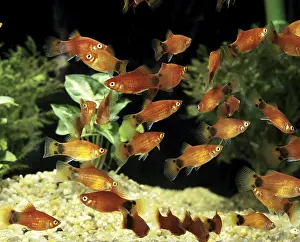 Mickey Mouse Platy (xiphophorus maculatus)