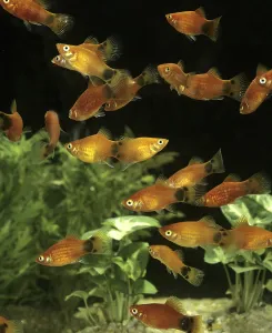 Mickey Mouse Platy (xiphophorus maculatus)