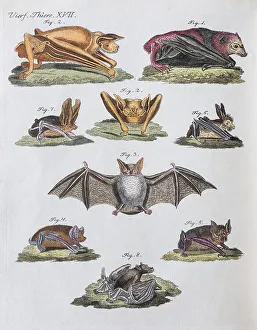 Microbats (Microchiroptera), hand-colored copperplate engraving from Friedrich Justin Bertuch Picture Book for Children